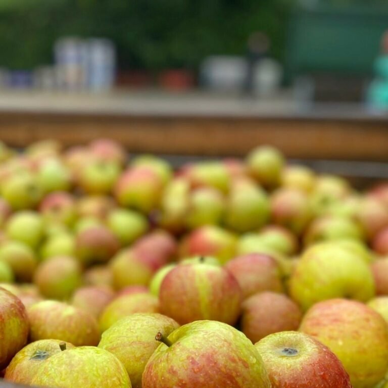 Kentish Pip 1 768x768