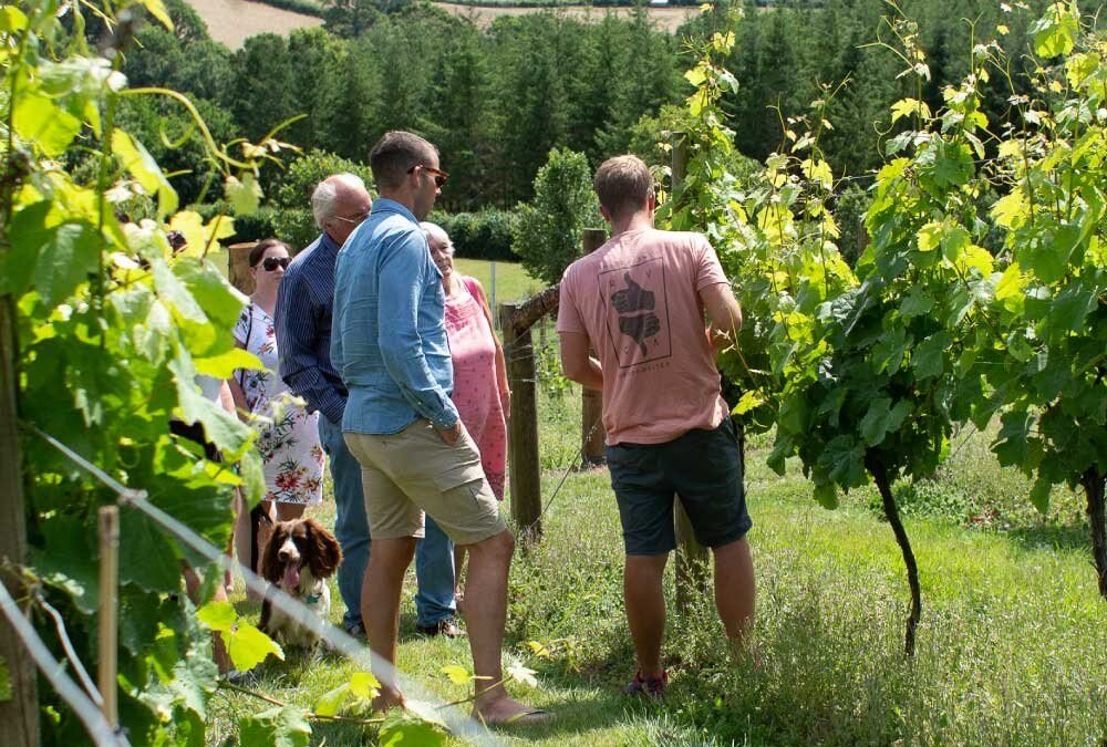 Alder Vineyard