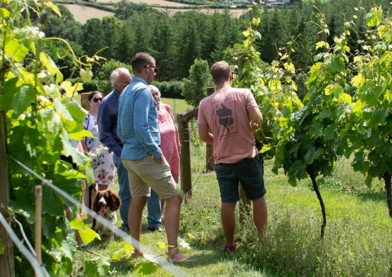 Alder Vineyard 768x543