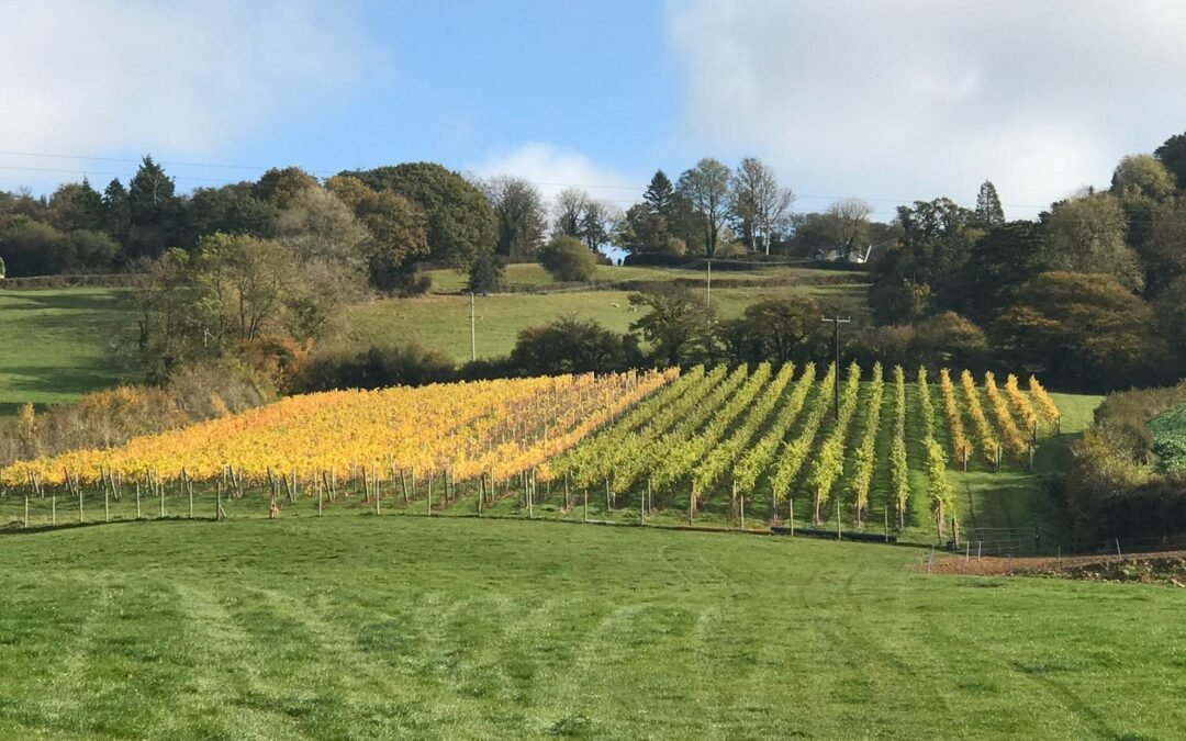 Dalwood Vineyard