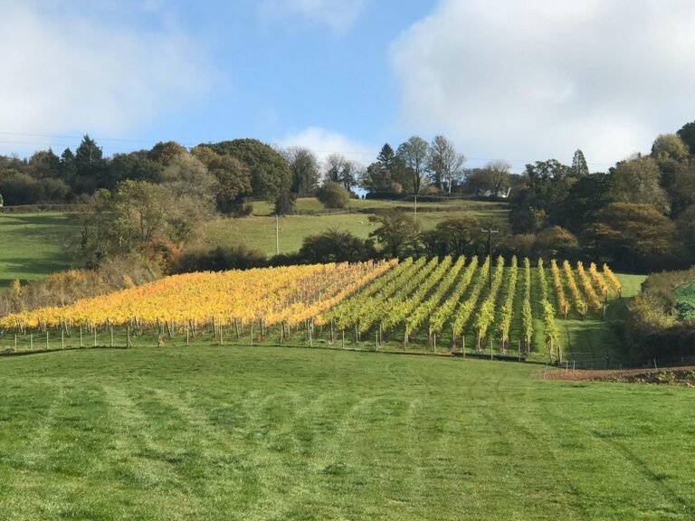 Dalwood vineyard 768x576