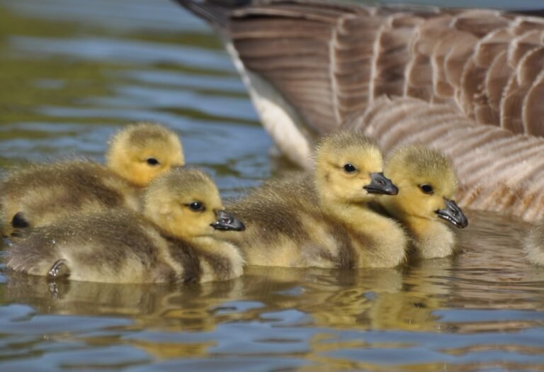 WP LRG Goslings Ninham 1 of 1 768x525