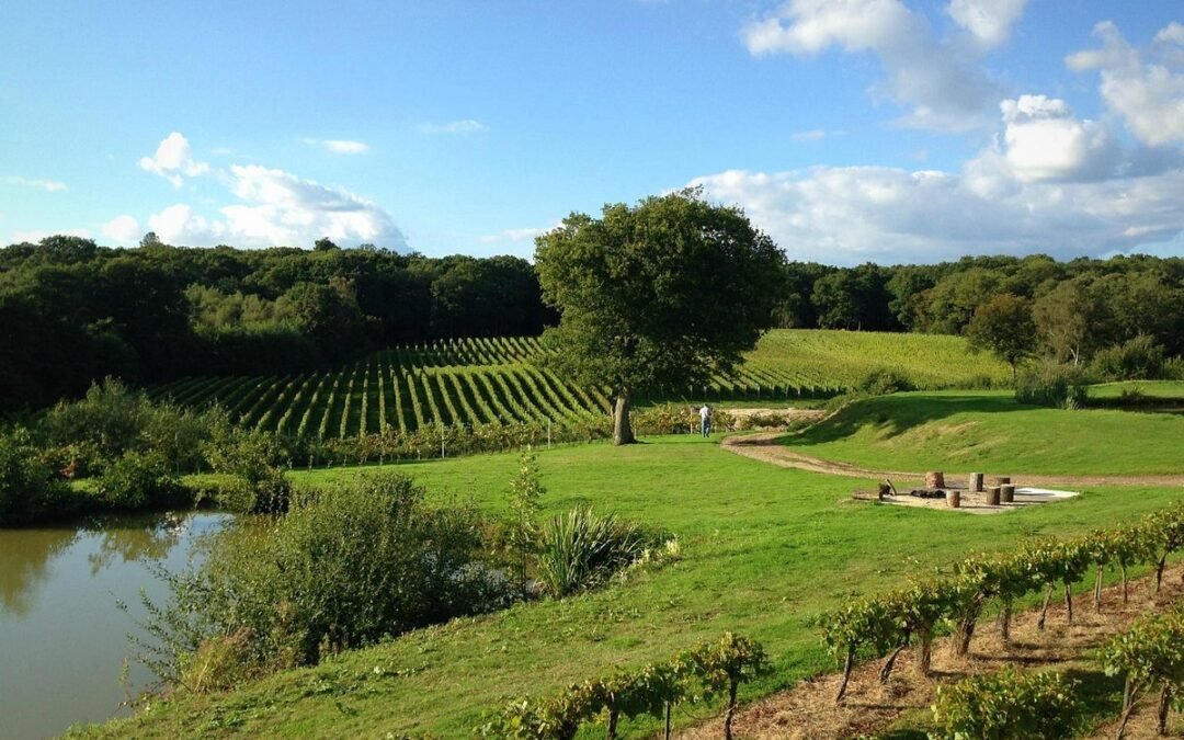 Bluebell Vineyard Estates