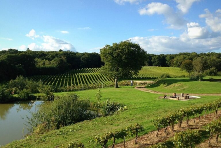 bluebell vineyard estates 768x513