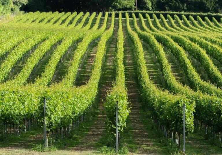 greyfriars 2 768x536